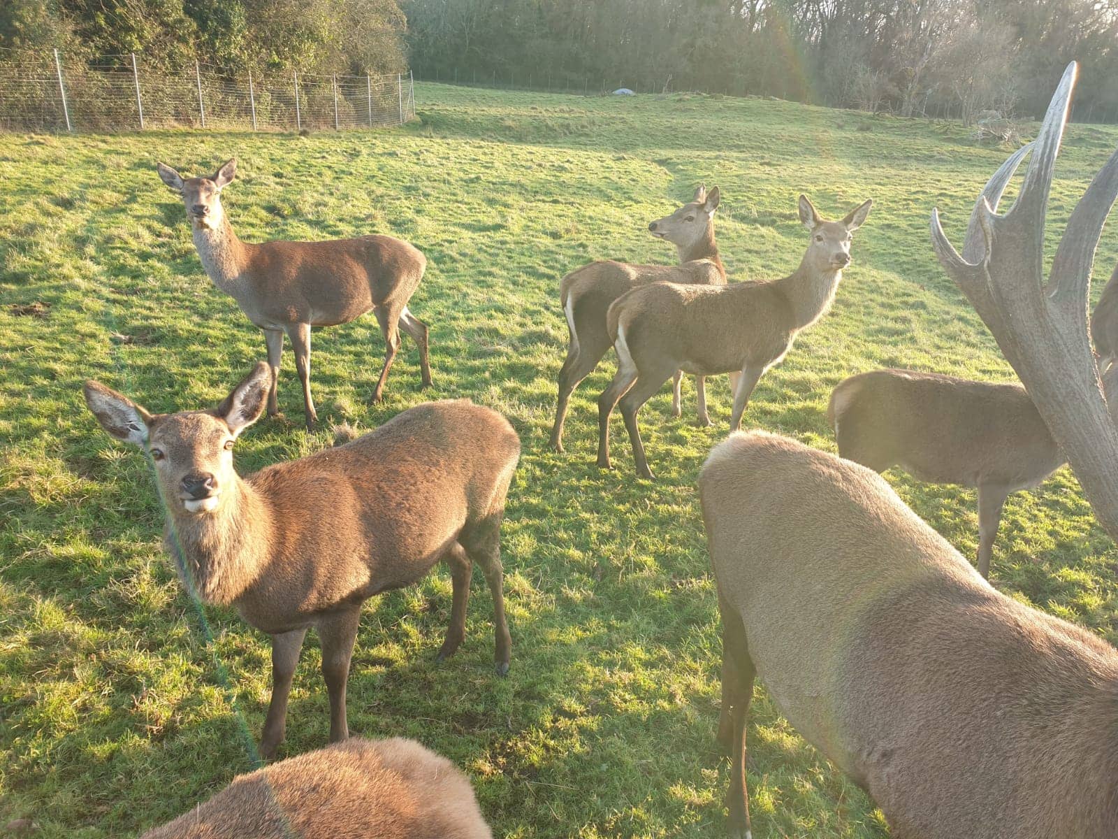 Sense of smell and scents